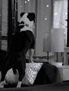 Louie - Photo 2