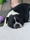 Louie - Photo 3