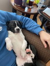 Louie - Photo 4