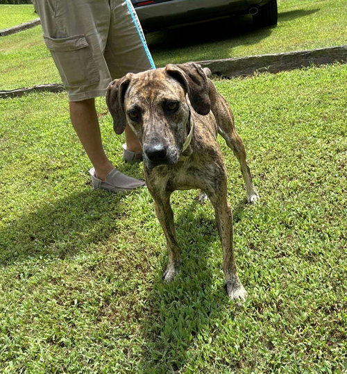 picture of the dog needing adoption