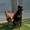 Bolt - Photo 3