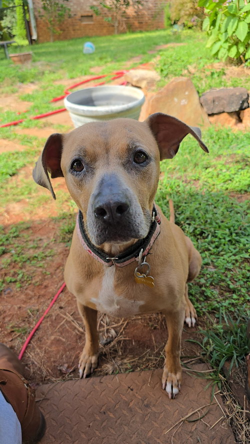 picture of the dog needing adoption