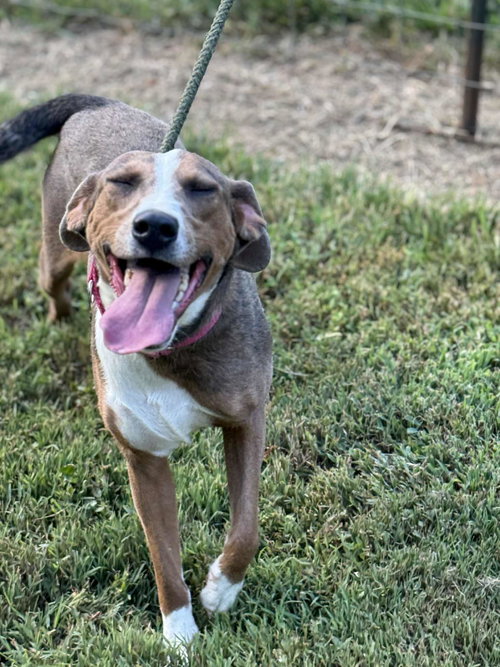 picture of the dog needing adoption