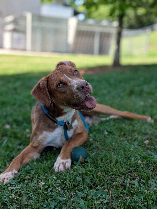 picture of the dog needing adoption
