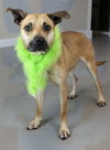 Nala - Photo 1