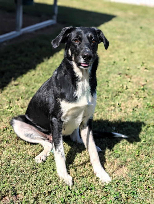 picture of the dog needing adoption
