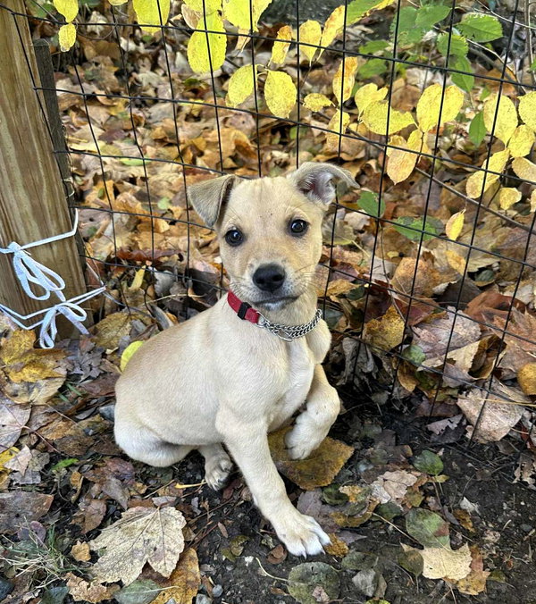 Rocco