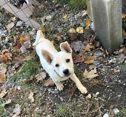 picture of the dog needing adoption