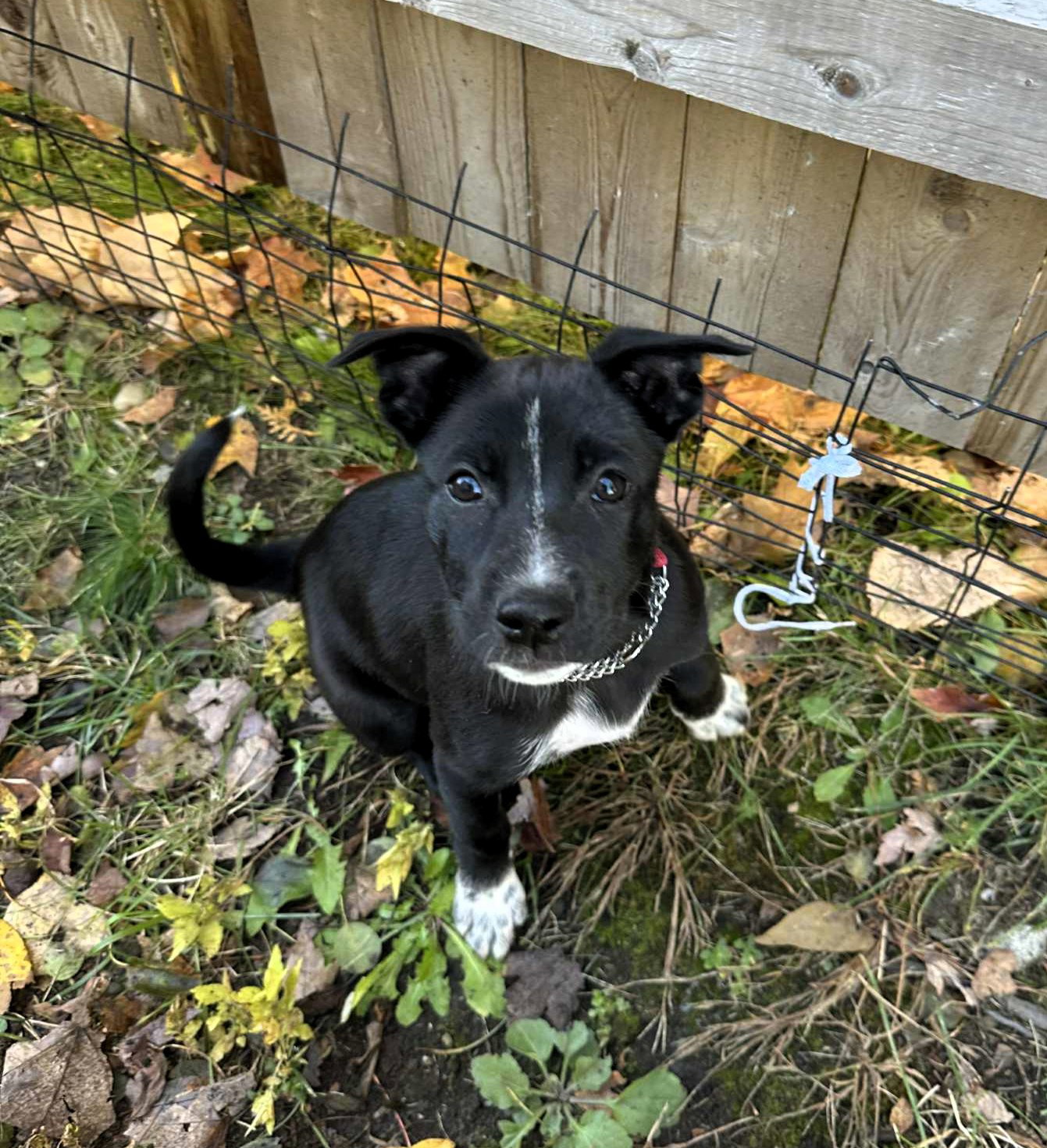 Pippa
