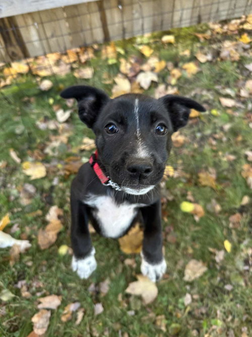 Pippa — thumbnail 5