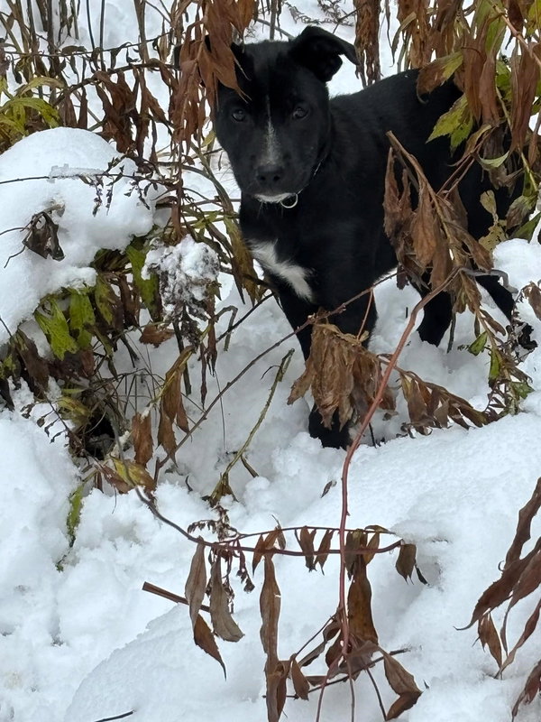 Pippa
