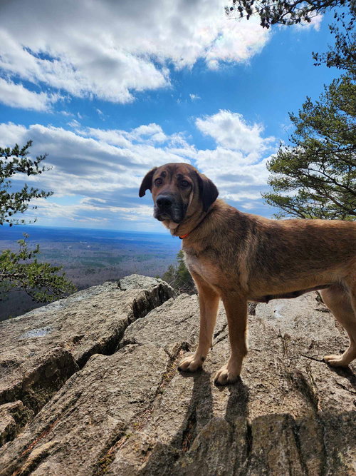 picture of the dog needing adoption