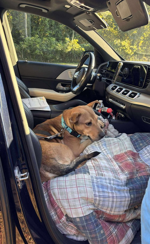 picture of the dog needing adoption