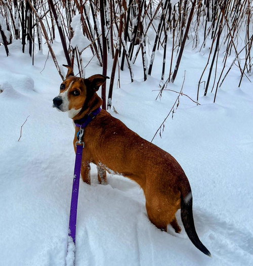 DAISY - Unknown for adoption in Burlington