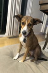 Daisy - Photo 3