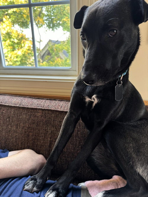 picture of the dog needing adoption
