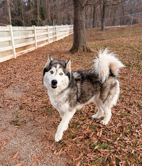 picture of the dog needing adoption