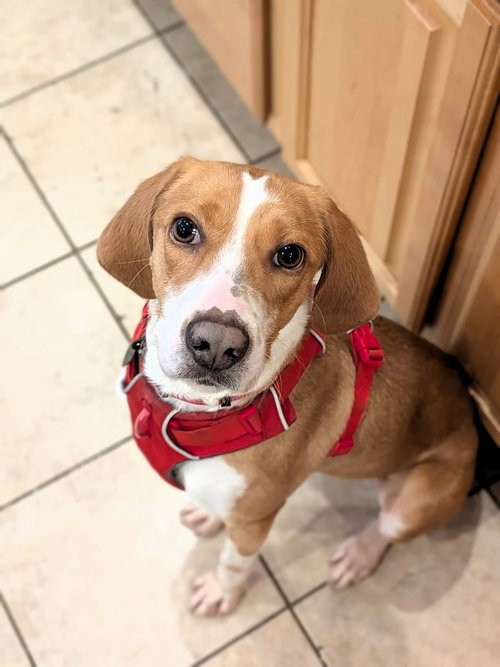 picture of the dog needing adoption