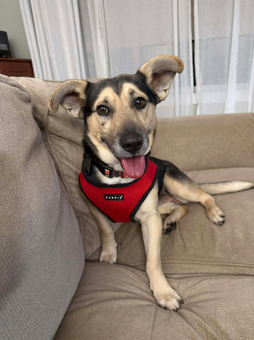 picture of the dog needing adoption