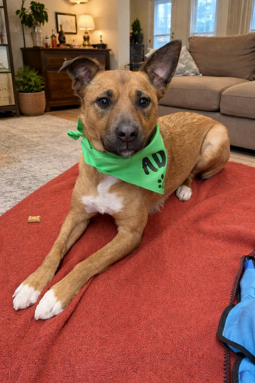 picture of the dog needing adoption