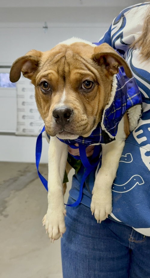 picture of the dog needing adoption