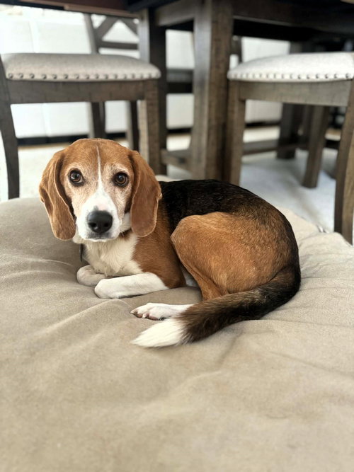 picture of the dog needing adoption