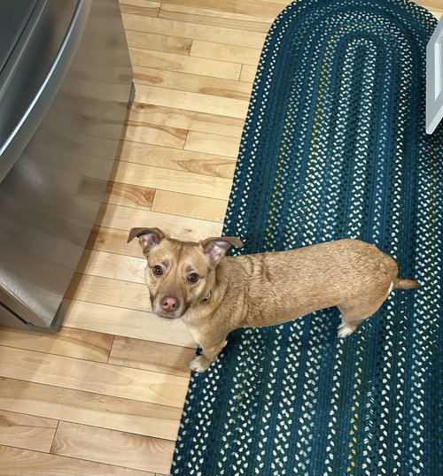 picture of the dog needing adoption