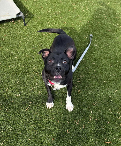 picture of the dog needing adoption