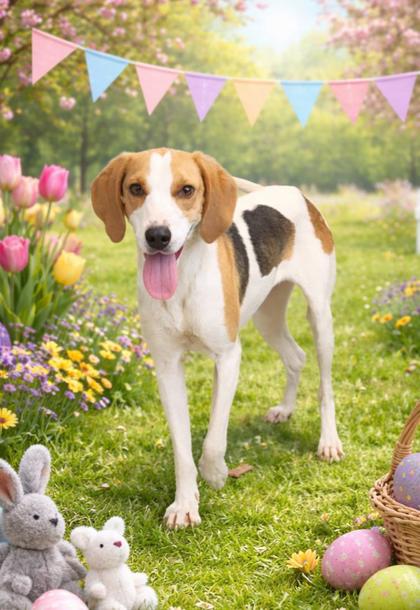 picture of the dog needing adoption