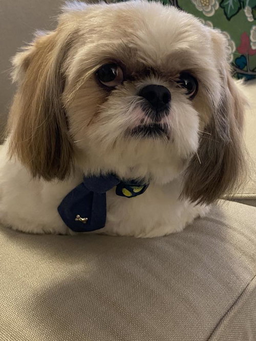 picture of the dog needing adoption