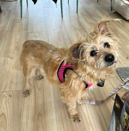 picture of the dog needing adoption