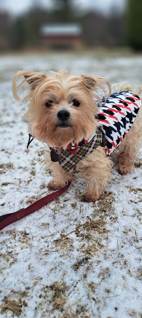picture of the dog needing adoption