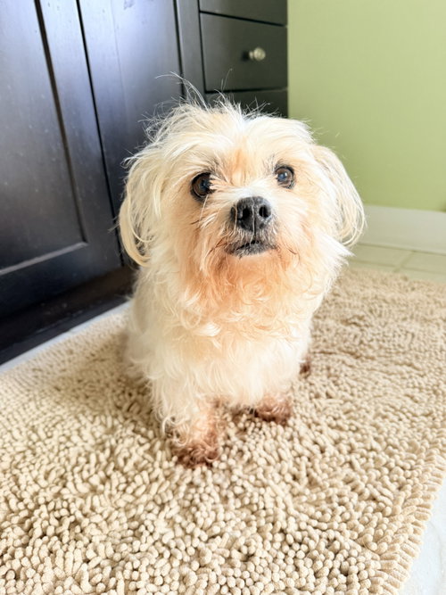 Teddy, photo 3