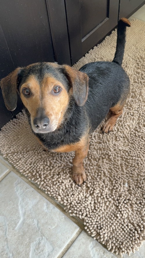 picture of the dog needing adoption
