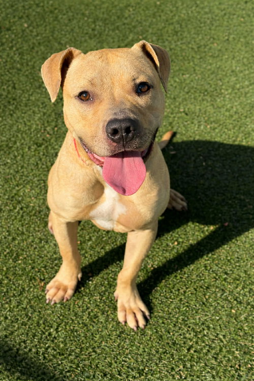 picture of the dog needing adoption
