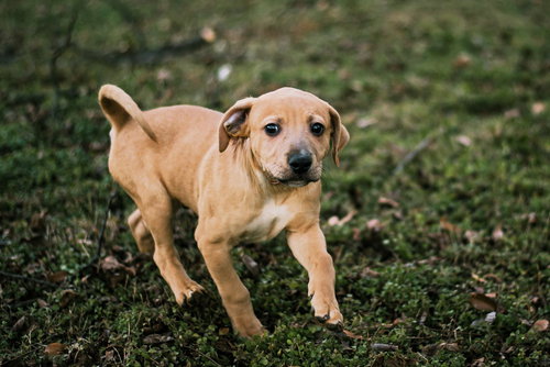 picture of the dog needing adoption