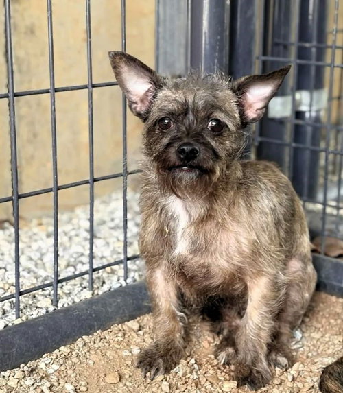 Strawberry, an adoptable Unknown breed in Shelburne, VT