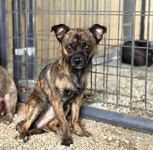 Sunny, an adoptable Unknown breed in Shelburne, VT