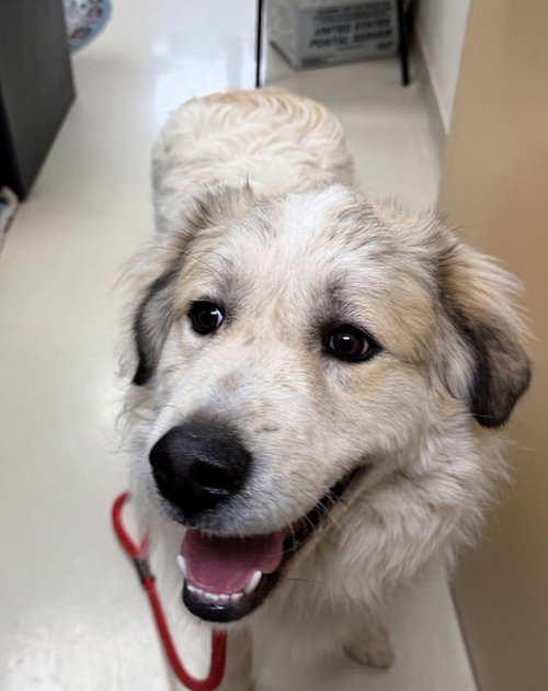 Loki, an adoptable Unknown breed in Shelburne, VT