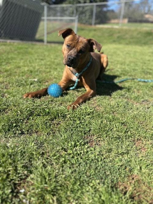 Bumper, an adoptable Unknown breed in Shelburne, VT