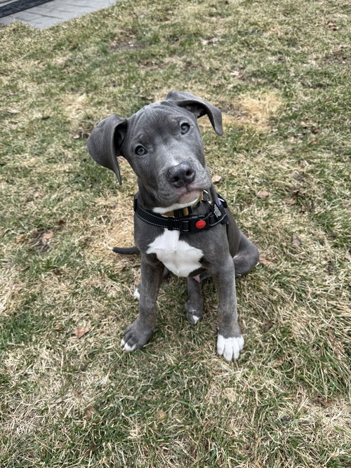 Gadalf, an adoptable Unknown breed in Shelburne, VT