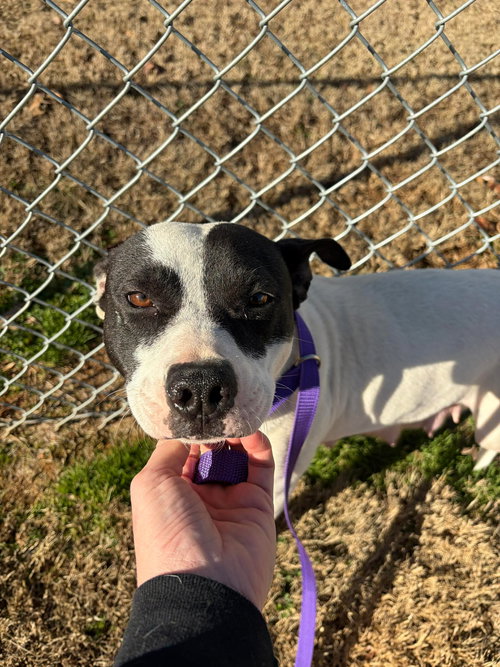 Meme, an adoptable Unknown breed in Shelburne, VT