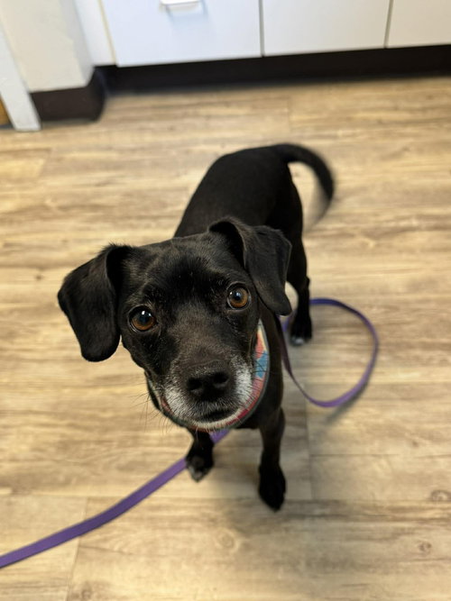 Fiona, an adoptable Unknown breed in Shelburne, VT