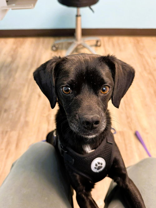 Felix, an adoptable Unknown breed in Shelburne, VT