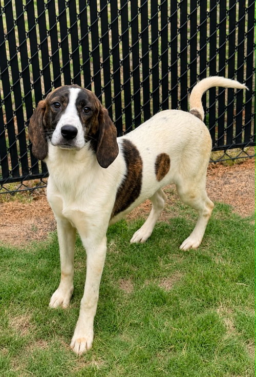 Loretta, an adoptable Unknown breed in Shelburne, VT