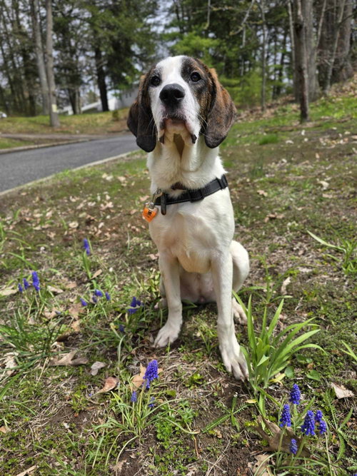 Patsy, an adoptable Unknown breed in Shelburne, VT