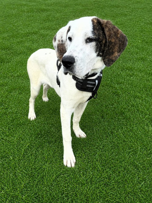 Clyde, an adoptable Unknown breed in Shelburne, VT