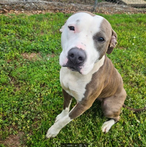 Esme, an adoptable Unknown breed in Shelburne, VT