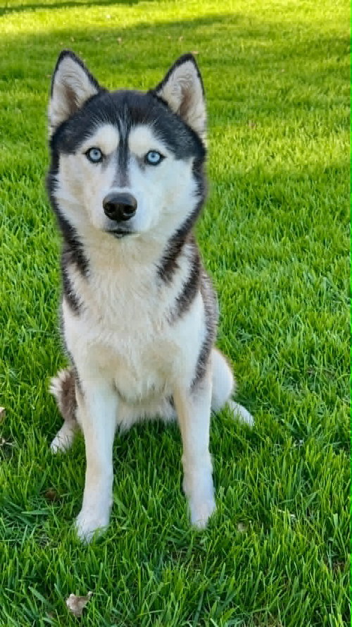 Echo, an adoptable Unknown breed in Shelburne, VT