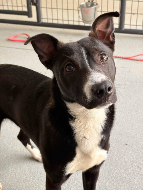 Zuri, an adoptable Unknown breed in Shelburne, VT